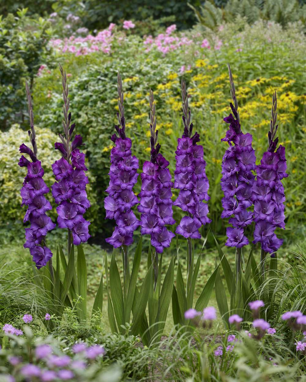 Gladiolus 'Cum Suis'